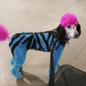 Meet your Posher, Dawn